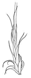 Sanionia uncinata, perichaetium. Drawn from B.H. Macmillan 92/25, CHR 482383.
 Image: R.C. Wagstaff © Landcare Research 2014 